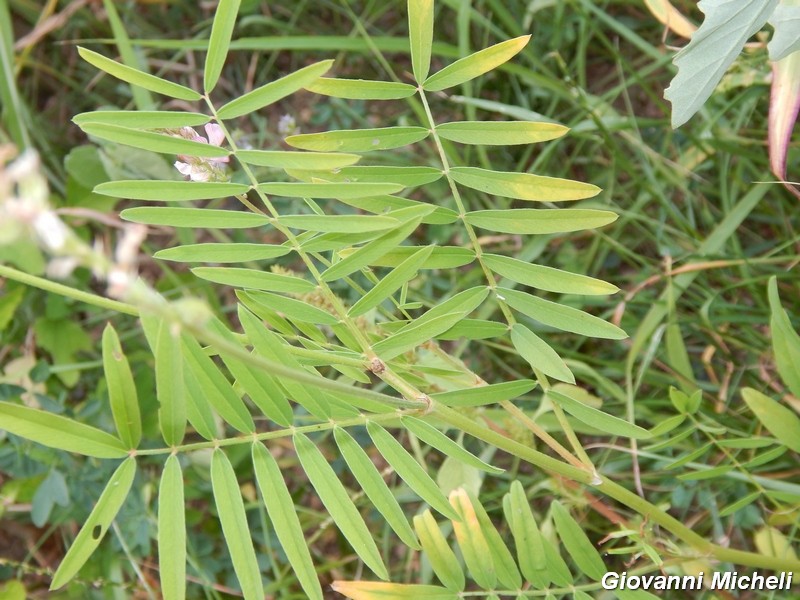 Onobrychis cfr. viciifolia